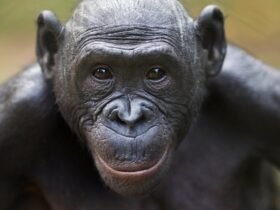 Bonobos Can Tell When a Human Doesn't Know Something