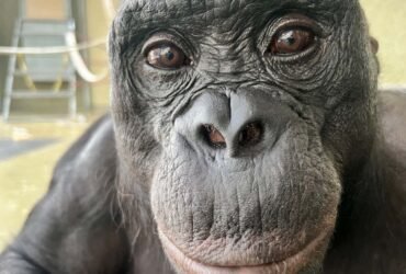 Bonobos can tell when they know something you don't