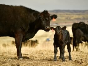 Coloradans brace for fallout if Trump administration imposes tariffs