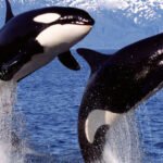 DNA Confirms Orcas Prey Upon One of Australia's Deadliest Marine Predators : ScienceAlert