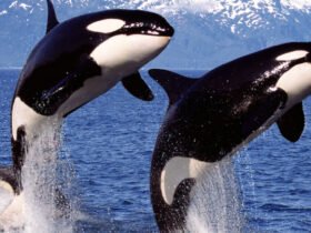 DNA Confirms Orcas Prey Upon One of Australia's Deadliest Marine Predators : ScienceAlert