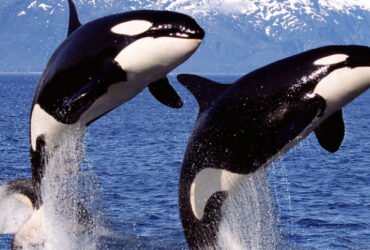 DNA Confirms Orcas Prey Upon One of Australia's Deadliest Marine Predators : ScienceAlert