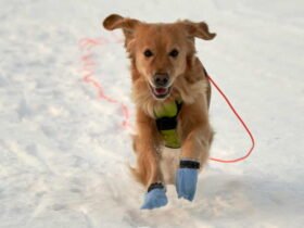 Dogs should wear shoes and not pee on light posts, City says that after Pooch has been killed by electrified manhole coverings in the city center