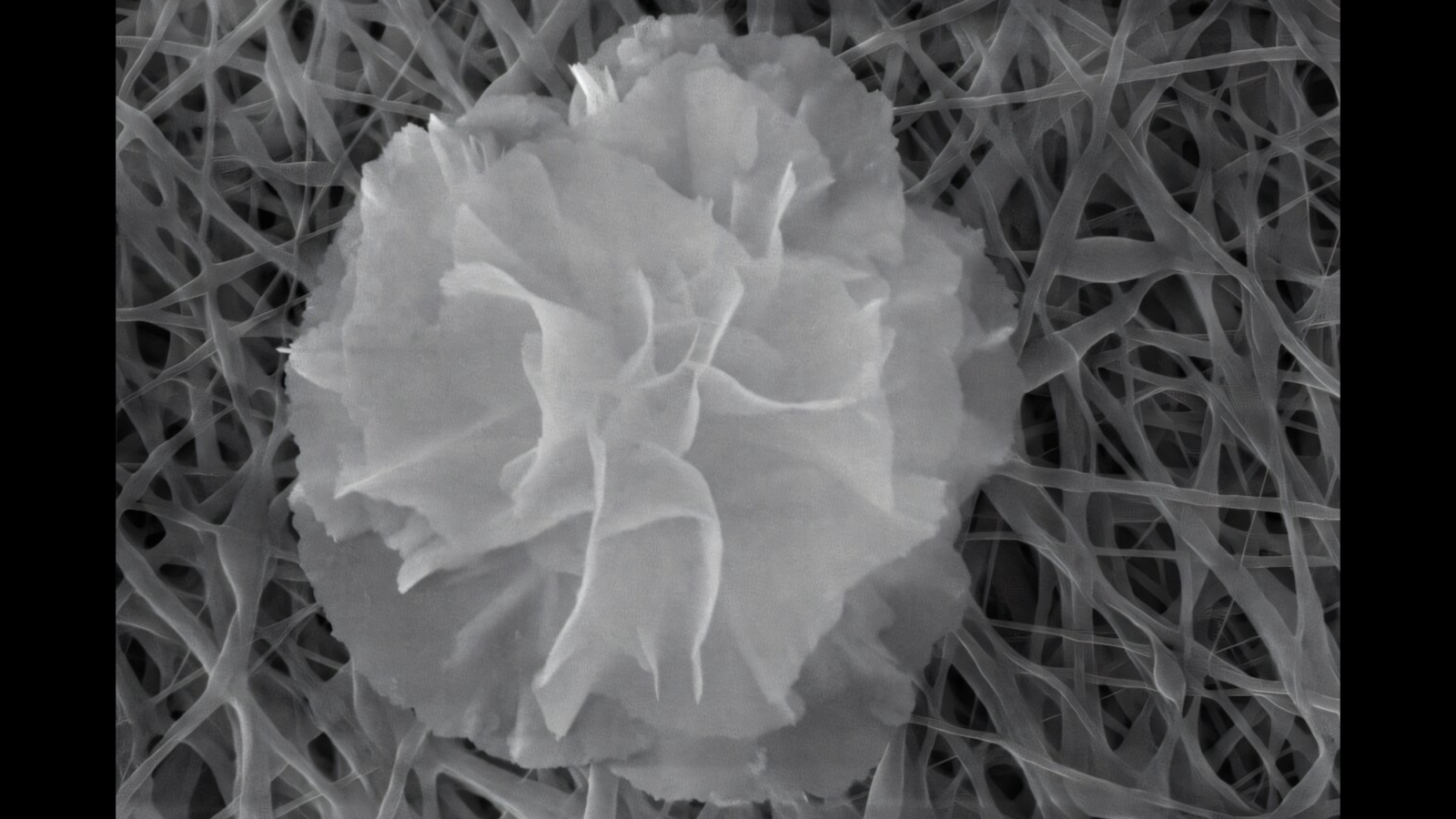 Future connections can be armed with nanoflowers