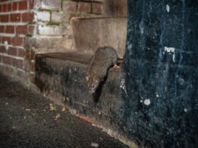 A rat peers over the edge of some grimy, concrete steps flanked by bricks and a black concrete wall