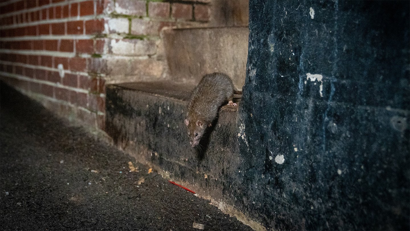 A rat peers over the edge of some grimy, concrete steps flanked by bricks and a black concrete wall