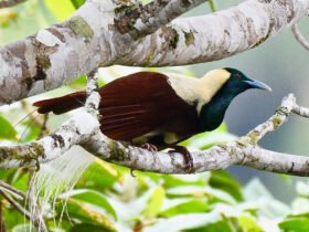 A black, cream and burnt orange bird of paradise perched on a tree branch.