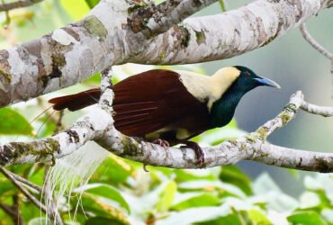 A black, cream and burnt orange bird of paradise perched on a tree branch.