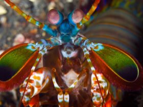 Close-up of a multicolored mantis shrimp