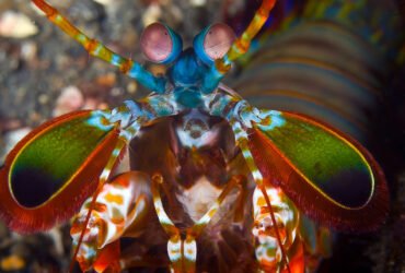 Close-up of a multicolored mantis shrimp