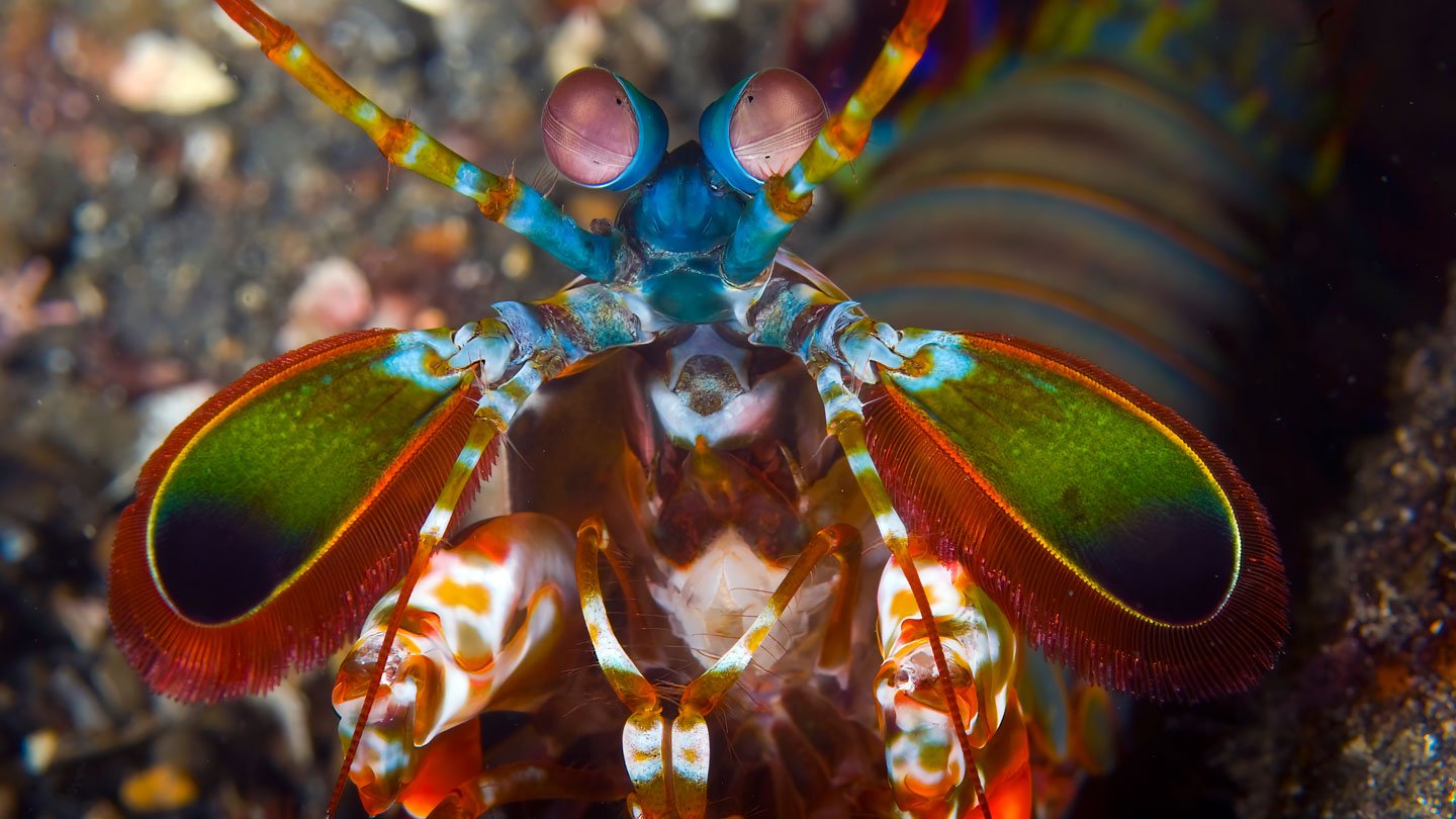 Close-up of a multicolored mantis shrimp