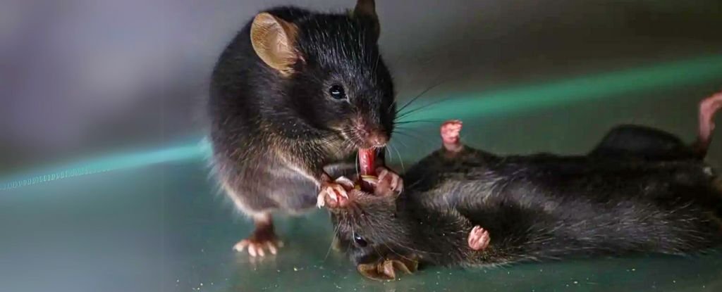 Incredible Discovery Shows Mice Trying to Revive Fallen Companions : ScienceAlert