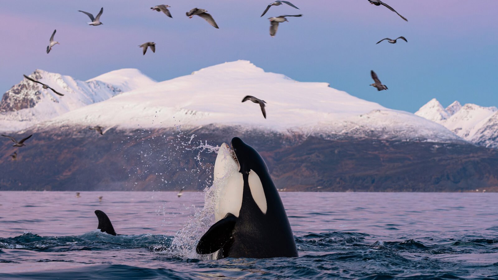 Killer whales kill large white sharks for their livers