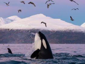 Killer whales kill large white sharks for their livers