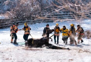 Loveland fire crews save horse trapped in frozen pond