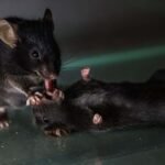 Mice seen giving 'first aid' to unconscious companions