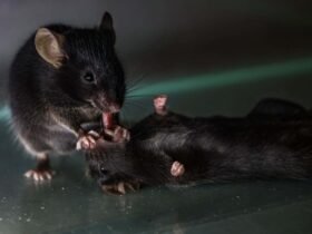 Mice seen giving 'first aid' to unconscious companions