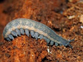 NZ's top bug: Slime-spitting worm crawls out of the bush to claim crown