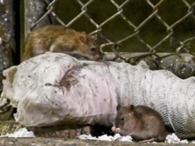 Rat populations in cities are booming as the planet warms up