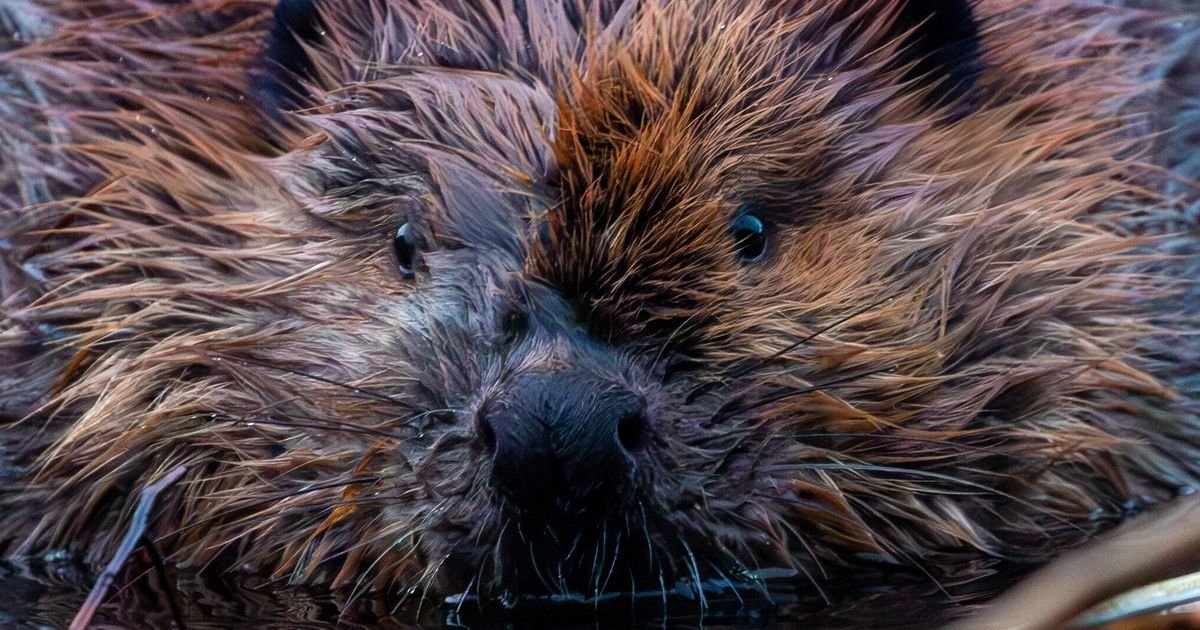 Really Rotund Beaver In Chicago Inspires Awe And Hope