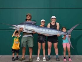 South Island fishers hauling in huge striped marlin