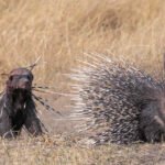 a bloodied badger stares at a porcupine. the badger is covered in quills