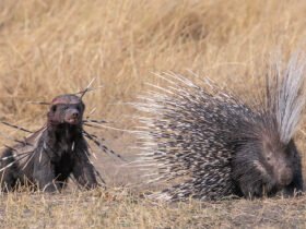 a bloodied badger stares at a porcupine. the badger is covered in quills