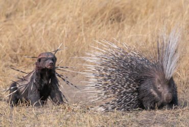 a bloodied badger stares at a porcupine. the badger is covered in quills