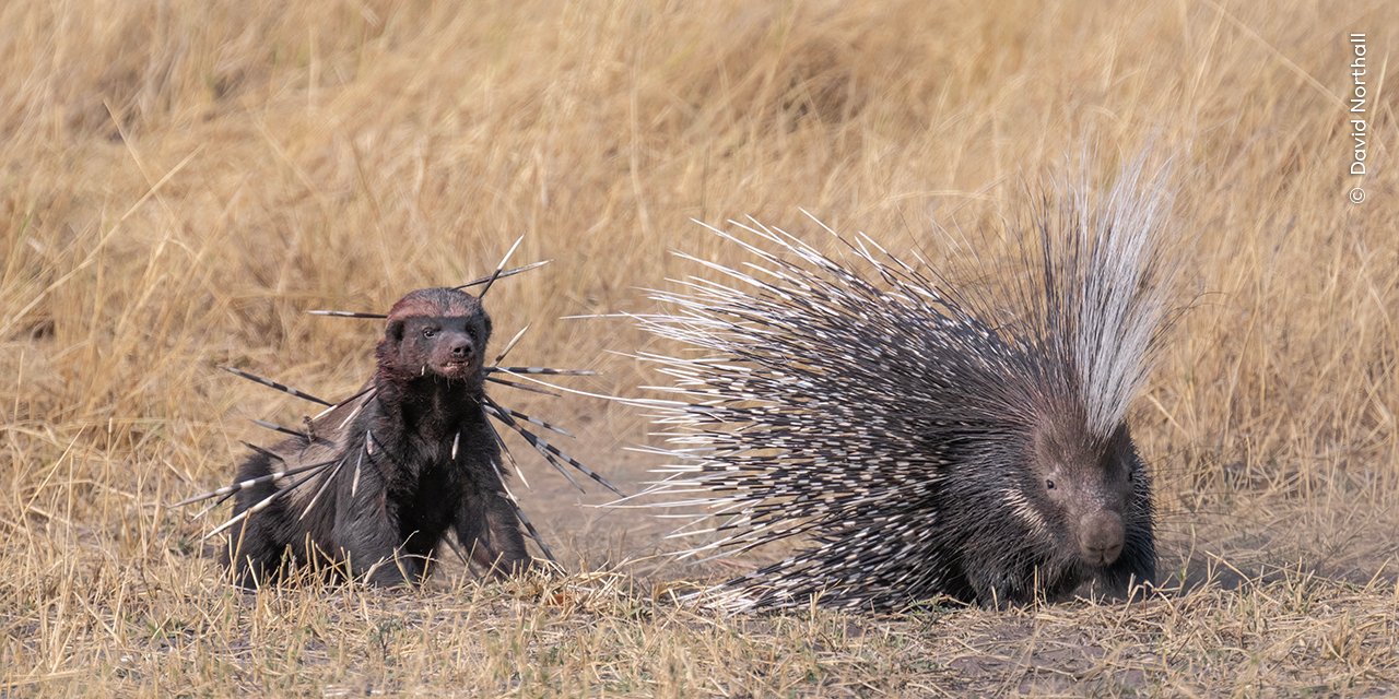 a bloodied badger stares at a porcupine. the badger is covered in quills