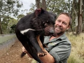 The bold plan to bring back Tasmanian devils across mainland Australia