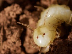 A close up photo of a blowfly larvae