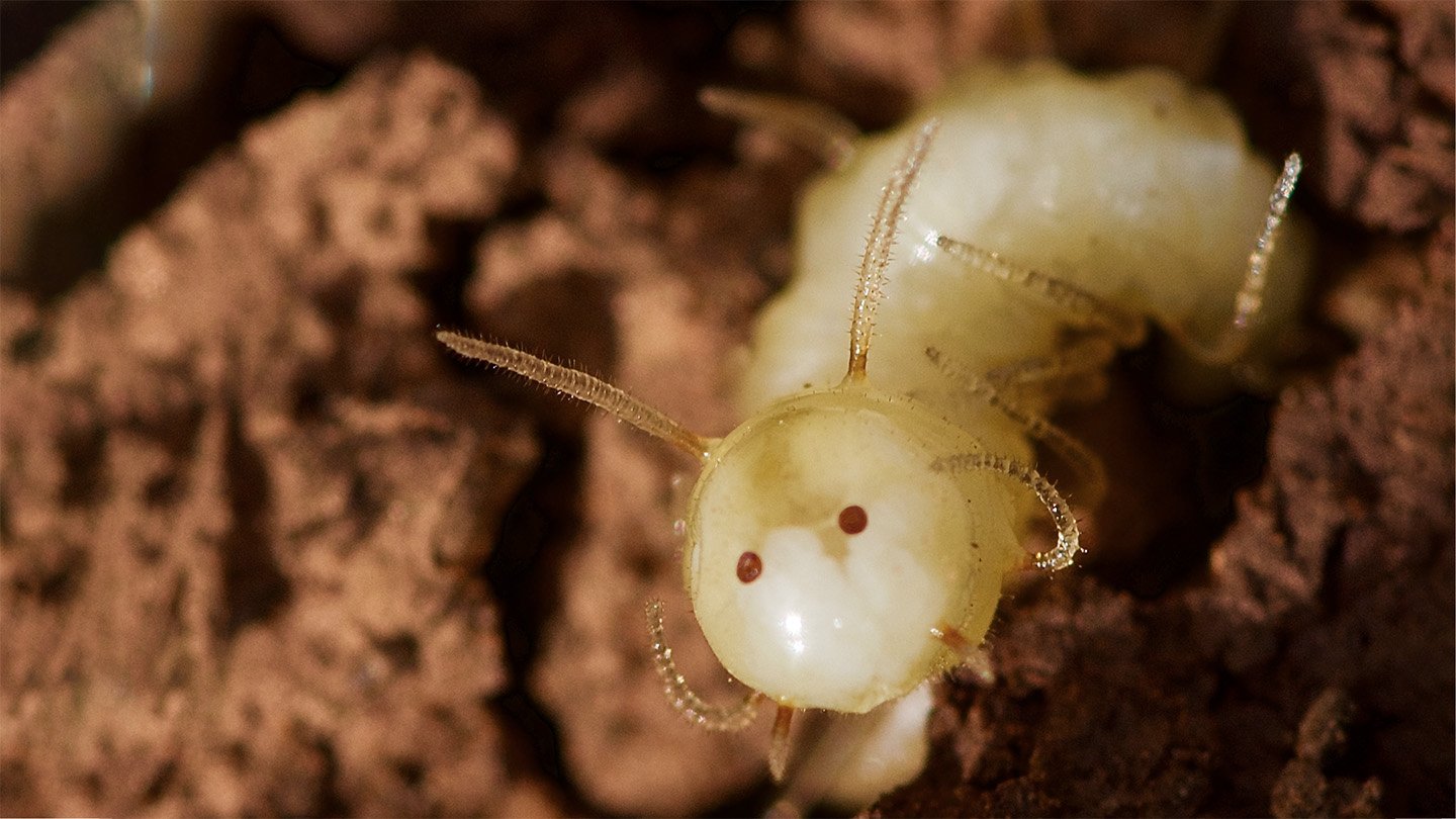 A close up photo of a blowfly larvae