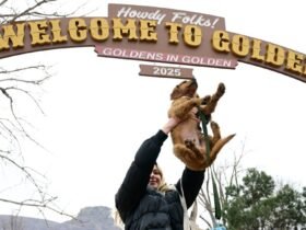 Thousands of Golden Retrievers attend annual Goldens in Golden