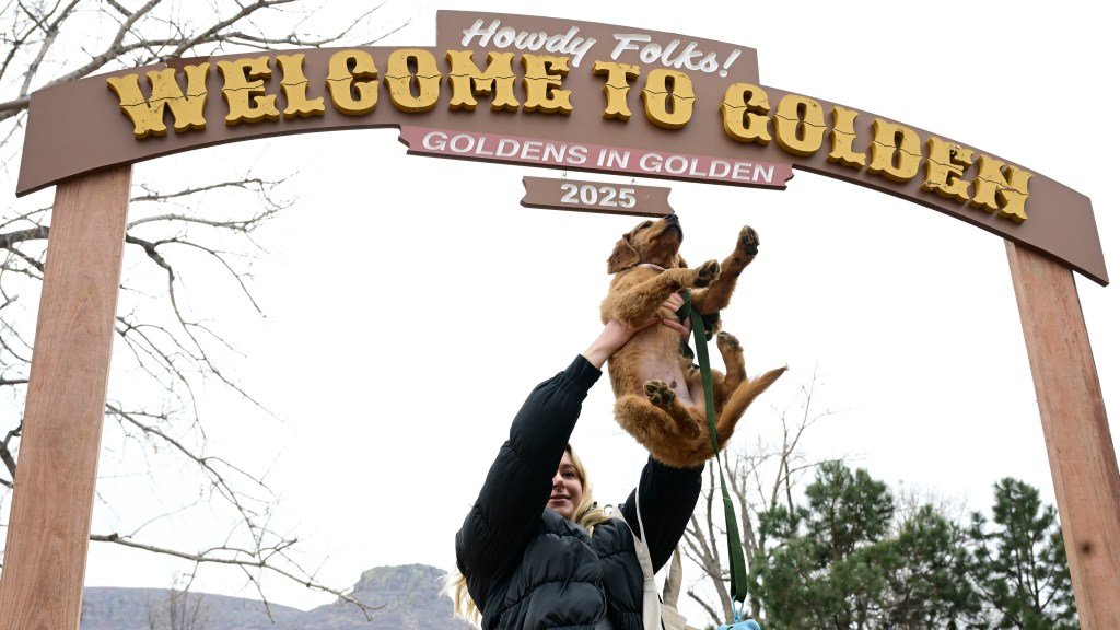 Thousands of Golden Retrievers attend annual Goldens in Golden