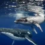 Whale Songs Follow Basic Human Language Rules