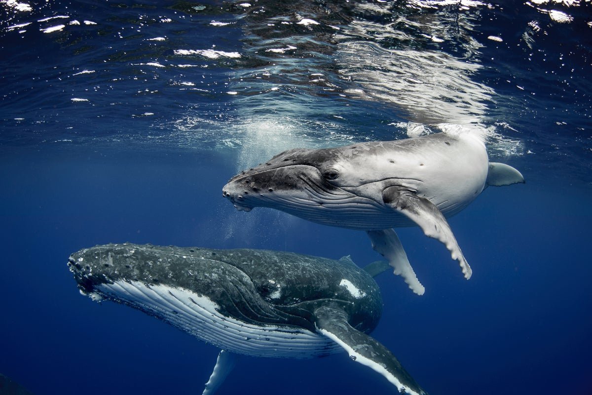 Whale Songs Follow Basic Human Language Rules