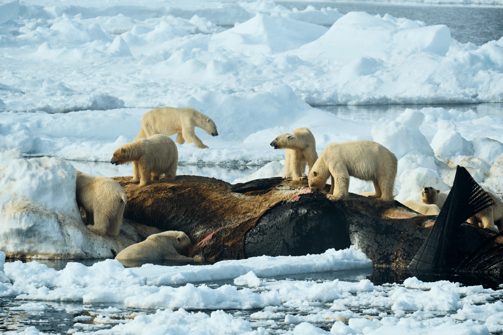 11 Fascinating nature images of the Sony World Photography Awards