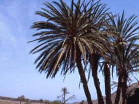 A group of date plam trees is silhouetted against a blue sky.