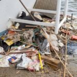 Birds' nests in Amsterdam are made up of plastic from 30 years ago