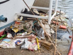 Birds' nests in Amsterdam are made up of plastic from 30 years ago