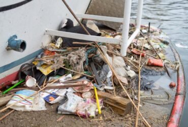 Birds' nests in Amsterdam are made up of plastic from 30 years ago