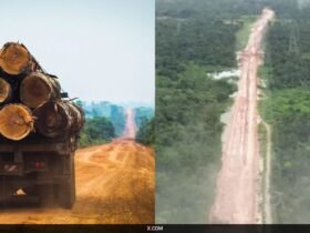 Brazil Cuts Down Thousands Of Trees In Amazon Rainforest To Build Road For Climate Summit