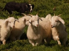 Cashmere stockpiled for comeback | Otago Daily Times Online News