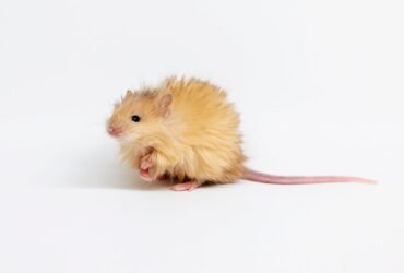 Company Seeking to Resurrect the Woolly Mammoth Creates a 'Woolly Mouse'