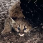 Cougar Cubs Spotted in Michigan for the first time in more than a century