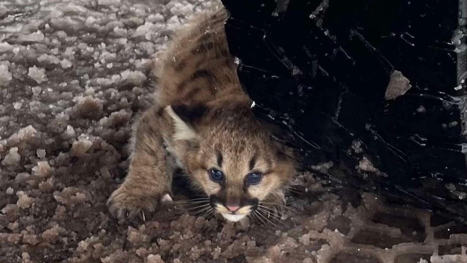 Cougar Cubs Spotted in Michigan for the first time in more than a century