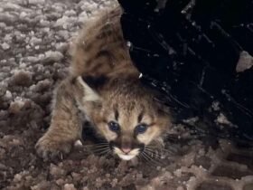 Cougar Cubs Spotted in Michigan for the first time in more than a century