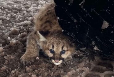 Cougar Cubs Spotted in Michigan for the first time in more than a century