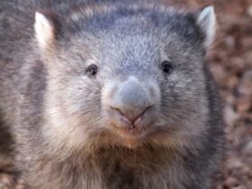 Influencer Reacts To Backlash Over Taking Wombat From Mom