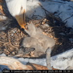 Jackie and Shadow's third Eaglet has landed